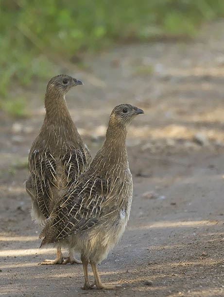 Peltopyy, Grey Partridge, Perdix perdix